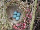 Chaffinch Nest